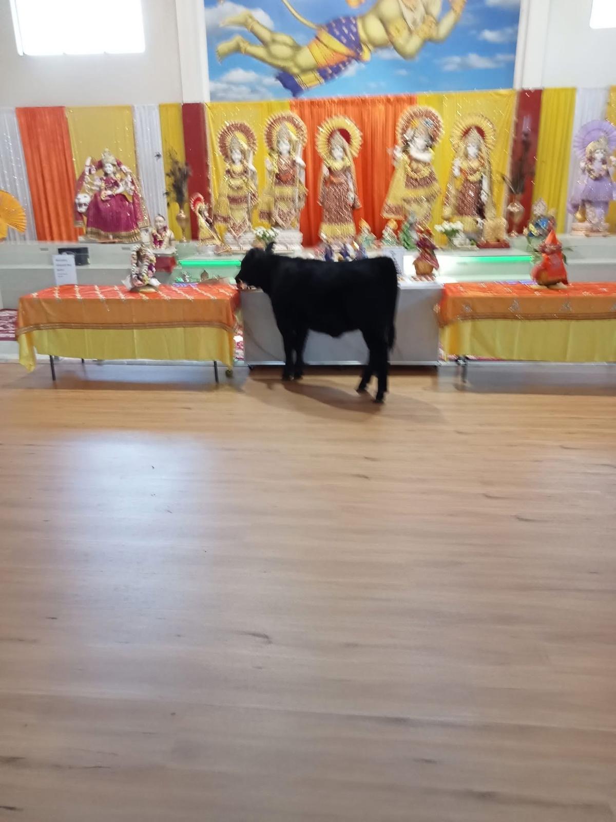 Our Sacred Gau Shala – Home to Mangala & Mansi